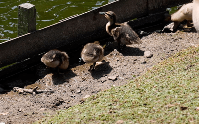 Die Entenküken fühlen sich pudelwohl im Tierpark