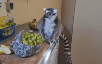 Futterzeit bei den Kattas