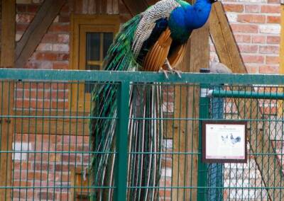 Blauer Pfau 1