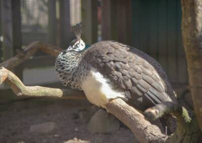 Blauer Pfau - Weibchen 2