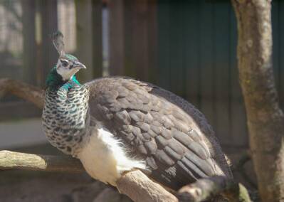 Blauer Pfau - Weibchen 1