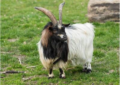 Westafrikanischer Zwergziegenbock