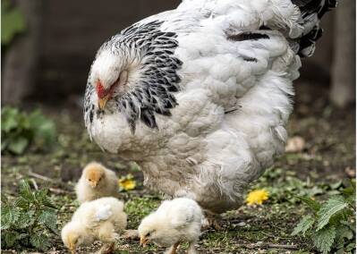 Brahmahuhn mit Küken