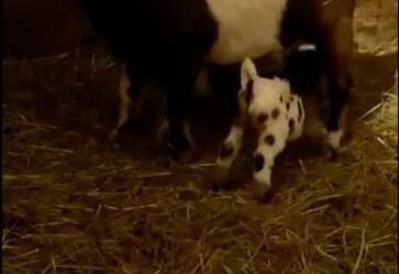 Unsere Ziegen haben Nachwuchs bekommen. 😍