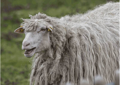 Diepholzer Moorschnucke