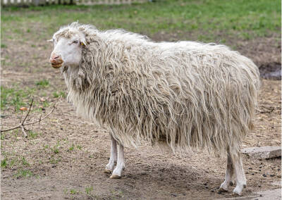 Diepholzer Moorschnucke