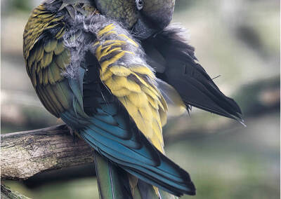 Felsensittich