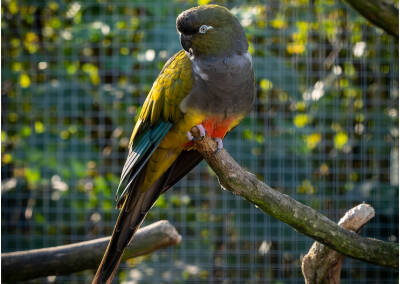 Felsensittich