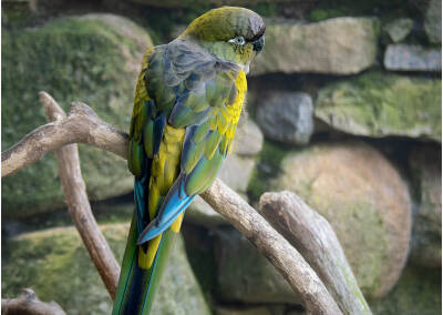 Felsensittich