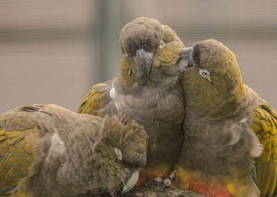 Felsensittich