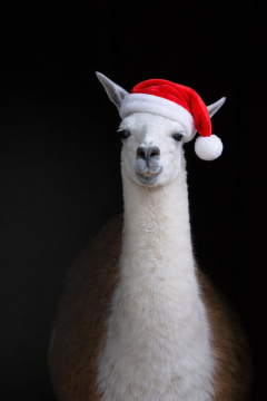 Weihnachtsgrüße aus dem Tierpark Petermoor