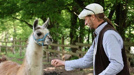 Lama Fred zieht in Bassumer Tierpark – Unbekannte zündeln in Toiletten