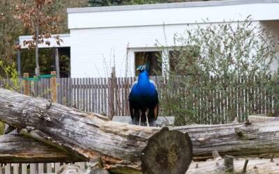 Herrn Pfau