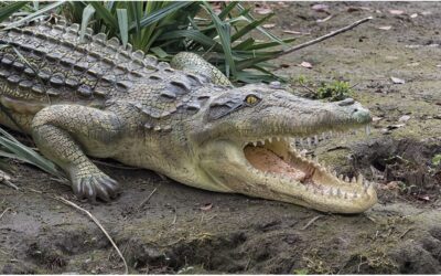 Gefahr im Tierpark