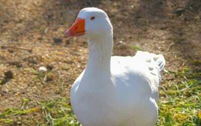 Unsere Diepholzer Gans