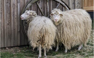 Unsere Diepholzer Moorschnucken