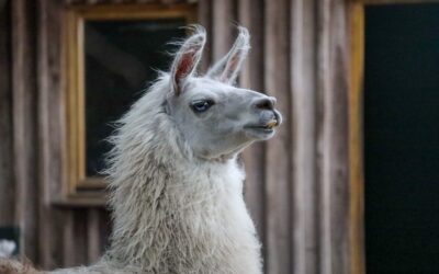 Die Schneidezähne vom Lama