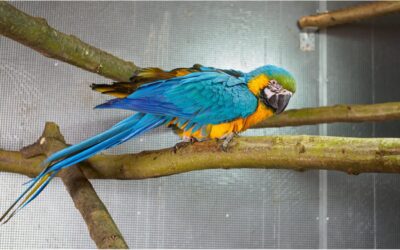 Es sind wieder Gelbbrustaras im Tierpark eingezogen