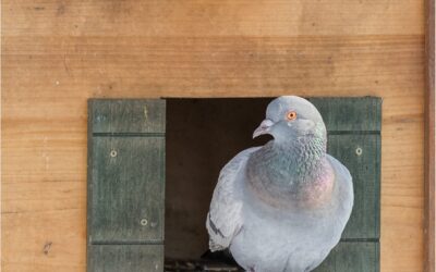 Wiederöffnung Tierpark ?