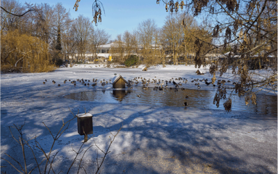 Der Teich im Winter