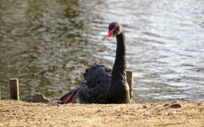 Unser Trauerschwan