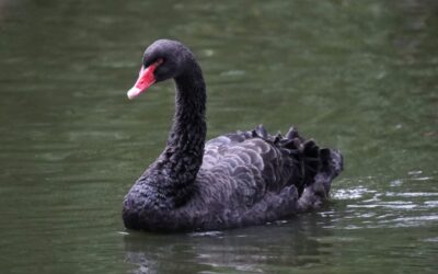 Der Schwarzschwan als Wappentier