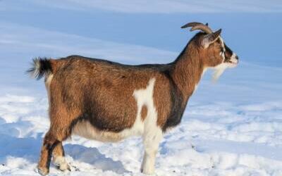 Das Tierpark bei bestem Winterwetter